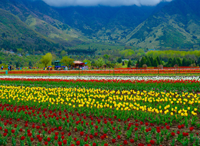 Kashmir – Tulip Spl.